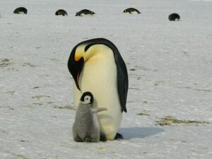 Lee más sobre el artículo Apadrina un pingüino
