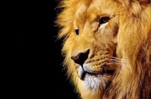 Lee más sobre el artículo Cola de león