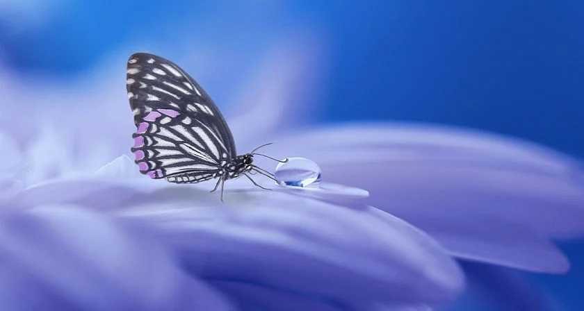 En este momento estás viendo La mariposa y la muerte del jilguero