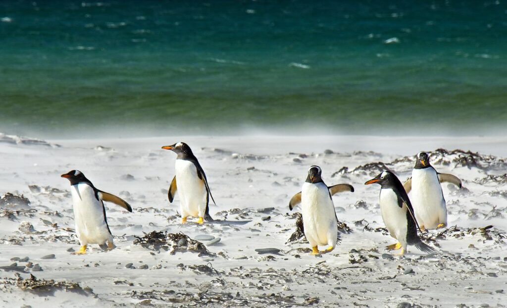 La danza del Pingüino